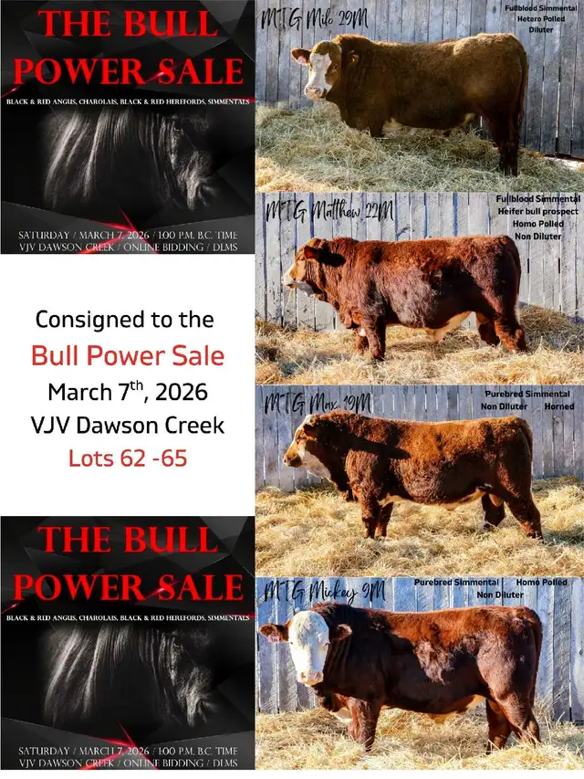 2 Year Old Simmental Bulls  in Livestock in Grande Prairie - Image 6