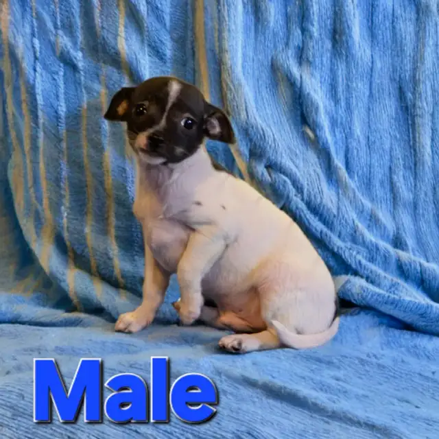 Chihuahua (3/4) cross with Yorkie (1/4) in Dogs & Puppies for Rehoming in Windsor Region - Image 3