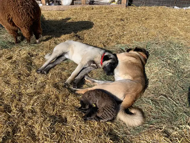Anatolian Shepherd’s in Dogs & Puppies for Rehoming in Strathcona County - Image 9