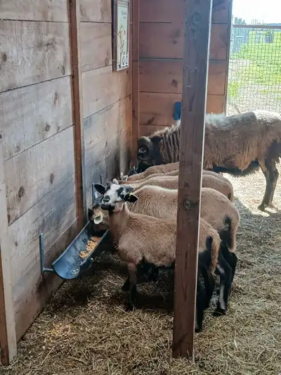 Blackbelly sheep for sale , View more