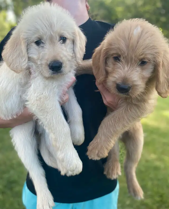 Labradoodle Puppies in Dogs & Puppies for Rehoming in Leamington - Image 2