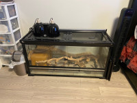 Bearded dragon and full setup for sale
