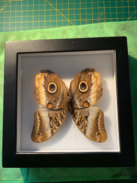 Cadre décoratif vrais papillon Caligo Areus dionysos M A1