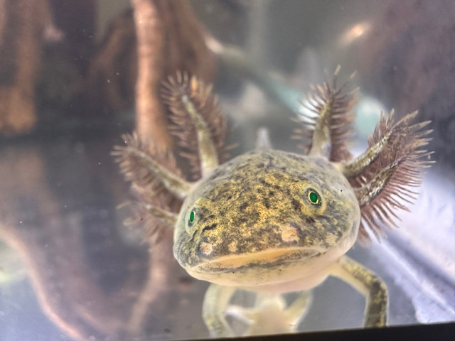Axolotls  in Other in Barrie