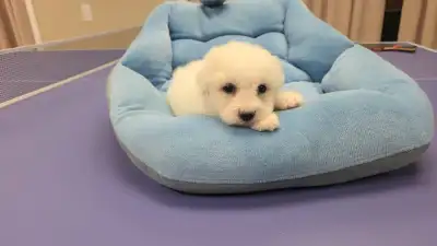 Bichon frise puppy puppies, View more