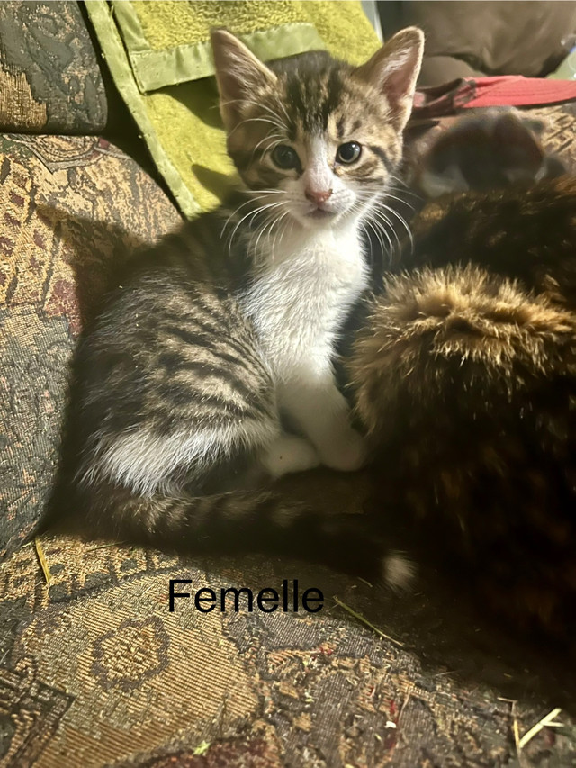 Petits chatons dans Chats et chatons à adopter  à Victoriaville - Image 4