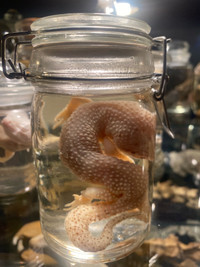 Wet Specimens , oddities 