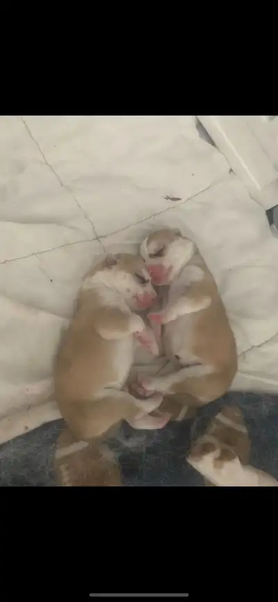 I have a litter of 6 husky puppies available for homing, but not until approximately July 12th, as t...
