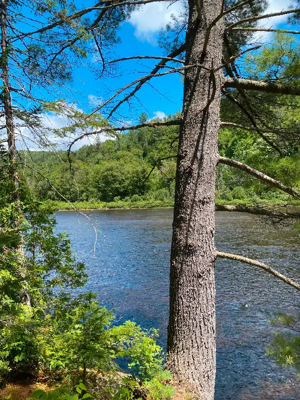 WATERFRONT NON-FLOODABLE TERRAIN62864382701313125