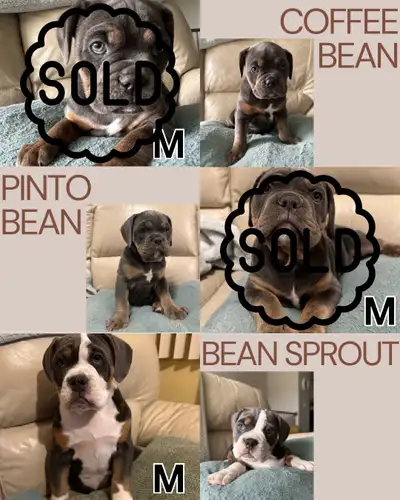 2 puppies left! Bean x Diesel Litter We are excited to introduce our IOEBA registered Olde English B...