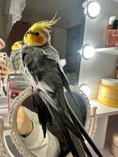 male cockatiel bird, View more