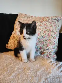Cute Kittens for Sale