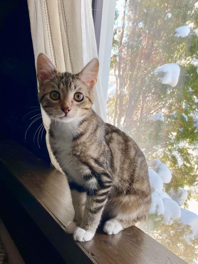 Paprika 4 months Male Kitten Cats & Kittens for Rehoming