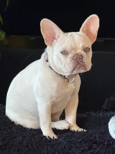 bouldogue français, View more