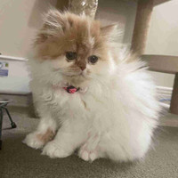 Beautiful female Persian kitten