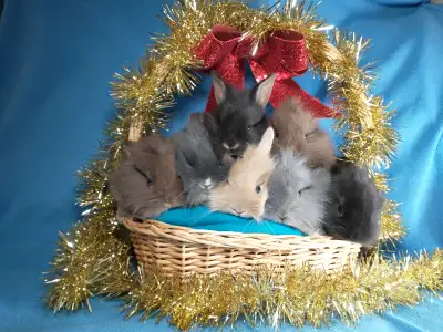 ****Note: for a quicker response, please call or text: 514 779 6726**** Merry Christmas and Happy Ne...