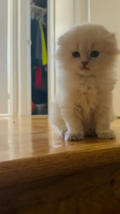 Scottish Fold Kittens – Male & Female, View more