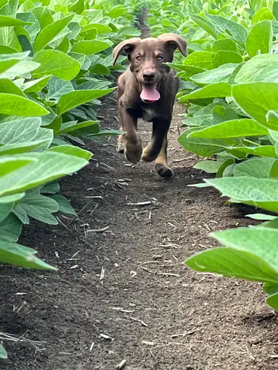 5 Siberian husky/german short haired pointer pups available now, View more
