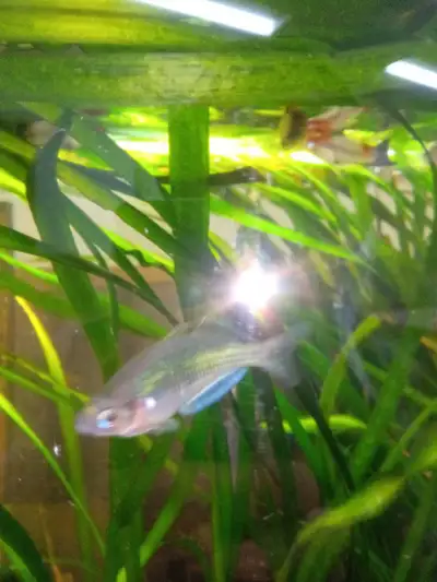 Trade for other tropical fish , View more