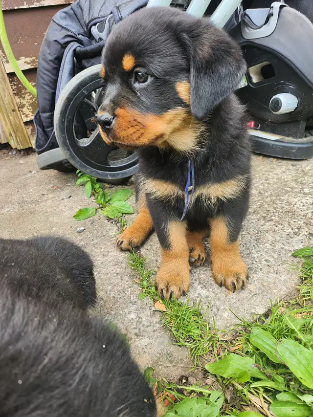 Purebred German Rottweiller puppies in Dogs & Puppies for Rehoming in Oshawa / Durham Region - Image 14