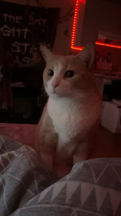 tabby cat rehoming, View more