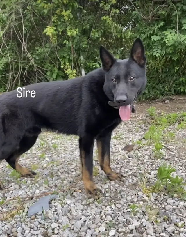 !!!GERMAN SHEPHERD PUPPIES!!! RIGHT IN TIME FOR CHRISTMAS in Dogs & Puppies for Rehoming in Norfolk County - Image 9