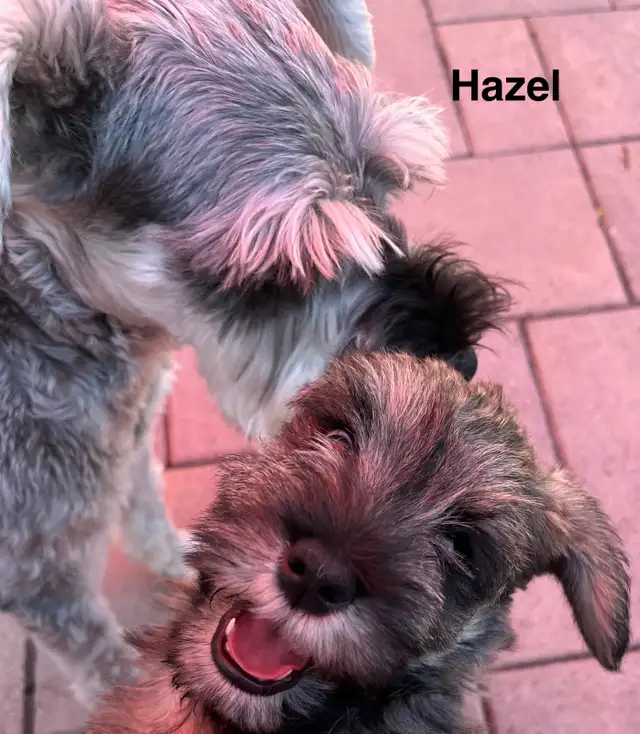 1 male - Miniature Schnauzer puppy in Dogs & Puppies for Rehoming in Ottawa - Image 7