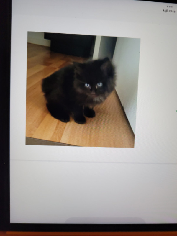 Chat A Vendre Chats Et Chatons A Adopter Ville De Quebec Kijiji