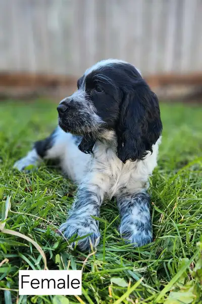 English Cocker Spaniel Puppies, View more