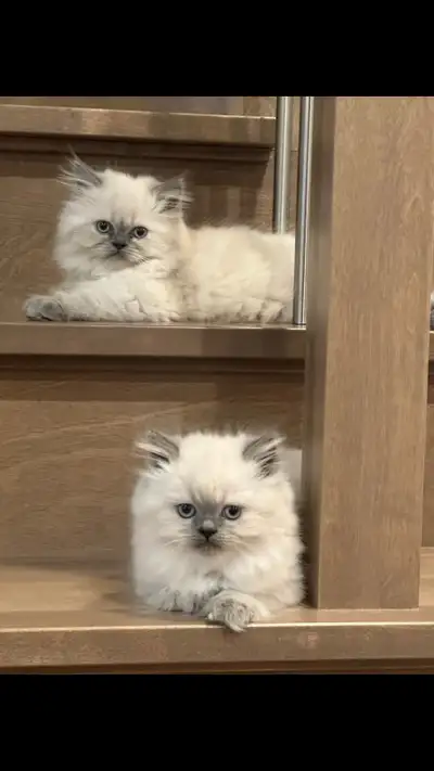 Himalayan Kittens ready for rehoming , View more