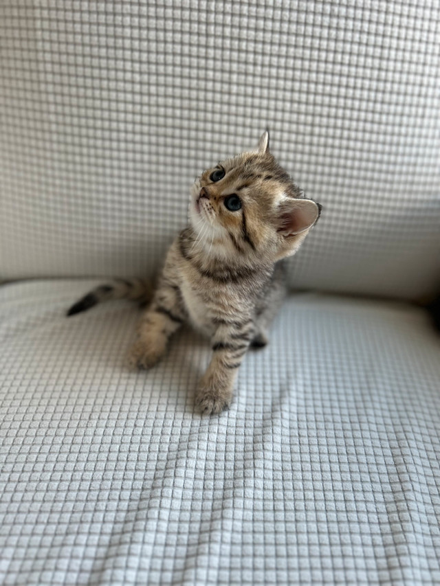 Beautiful British Shorthairs kittens ( 2 remaining) in Cats & Kittens for Rehoming in Moncton - Image 2