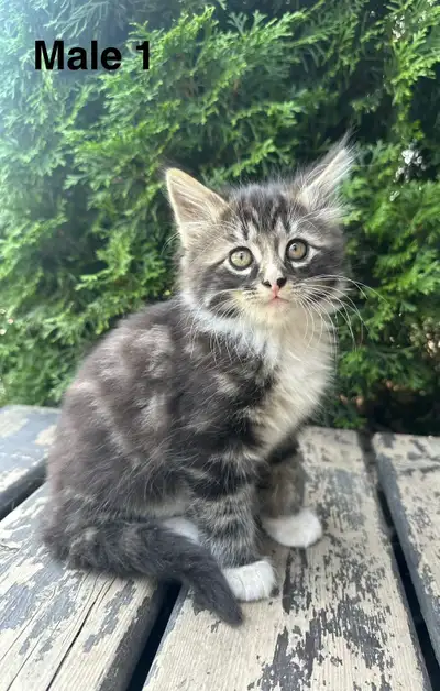 Cute kitties for sale, View more