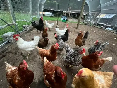 Jeunes poules pondeuses du printemps 2026 Azure (1) 25$ Ameraucana (1) 35$ Merlan bleu (1) 35$ Plymo...