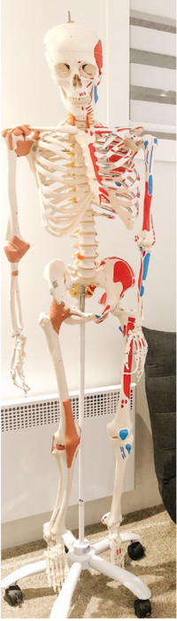 Squelette CANDENT avec muscles & ligaments