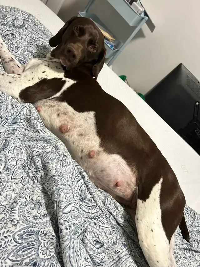 German Shorthair Pointer  Puppies Registered in Dogs & Puppies for Rehoming in Windsor Region - Image 7