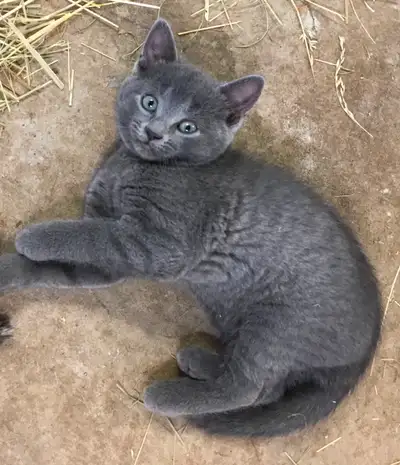 Ce petit chaton femelle cherche à être adopté. Elle est taquine et charmante. et enjouée.