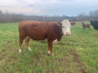 Hereford cow and heifer 