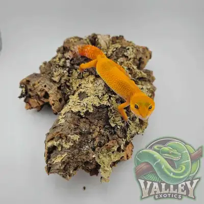 Leopard Gecko – Tangerine Morph – $220 Available now at Valley Exotics Add a splash of color to your...
