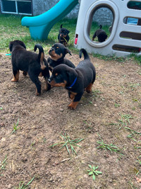 Rottweiler Puppies- only 1 male and 1 female left