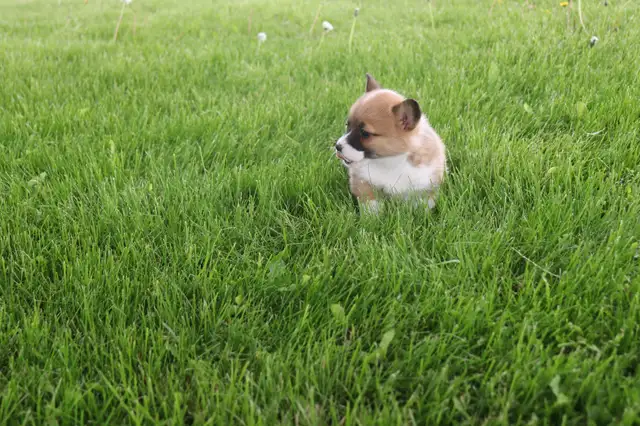 Two CKC Registered Female Pembroke Welsh Corgi Pups Available in Dogs & Puppies for Rehoming in Sarnia - Image 9