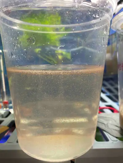 Baby brine shrimp (hatched). If you find baby fish and don’t have food get 1 portion to feed your ba...