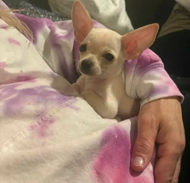 Chihuahua- Female- adorable in Dogs & Puppies for Rehoming in Ottawa - Image 2