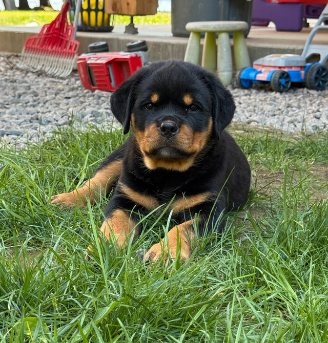 Chiot Rottweiler Pure Race dans Chiens et chiots à adopter  à Val-d'Or