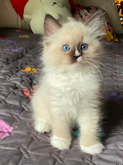 Chatons Ragdoll, View more