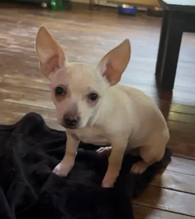  Adorables Chihuahuas mâles ❤️, View more