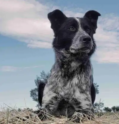 Dog for rehoming, View more
