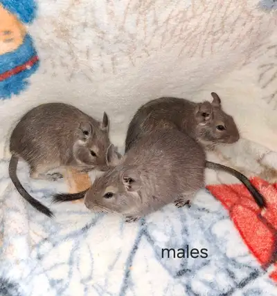 Three Blue Brother Degues!  $75 for the trio!, View more