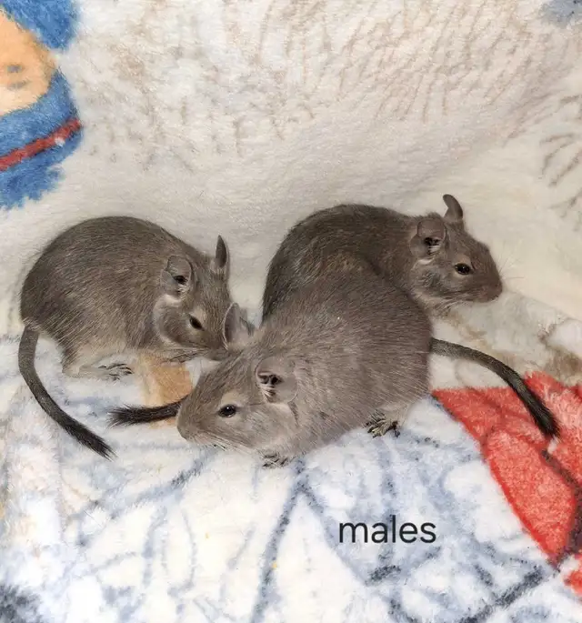 Three Blue Brother Degues!  $75 for the trio! in Small Animals for Rehoming in St. Catharines - Image 2