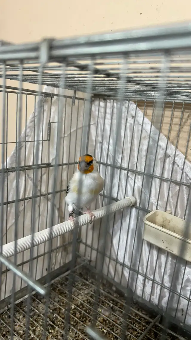 European Goldfinch in Birds for Rehoming in City of Toronto - Image 2