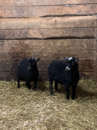 Deux chèvres miniatures